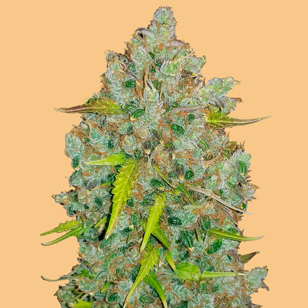 Auto Bubblegum 10 u. fem. FastBuds Seeds