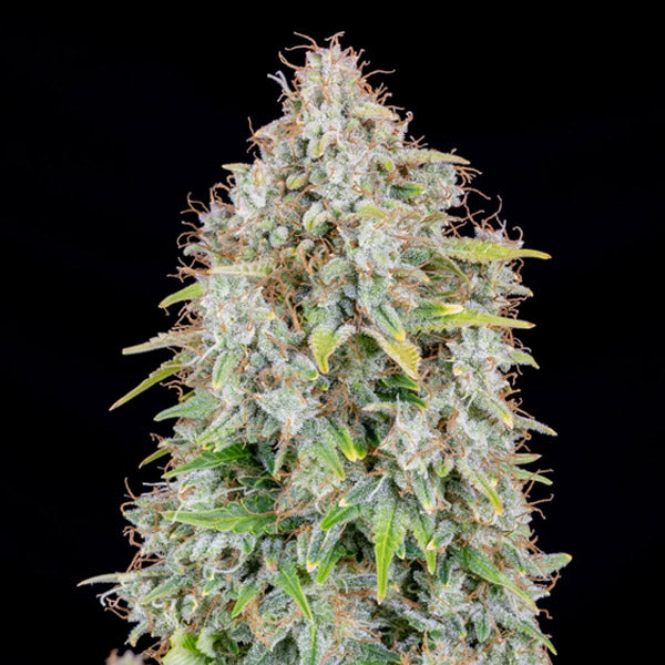 Auto Cinderella 3 u. fem. FastBuds Seeds