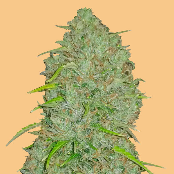 Auto Jack Herer 10 u. fem. FastBuds Seeds