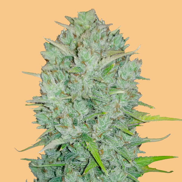 Auto Northern Lights 3 u. fem. FastBuds Seeds