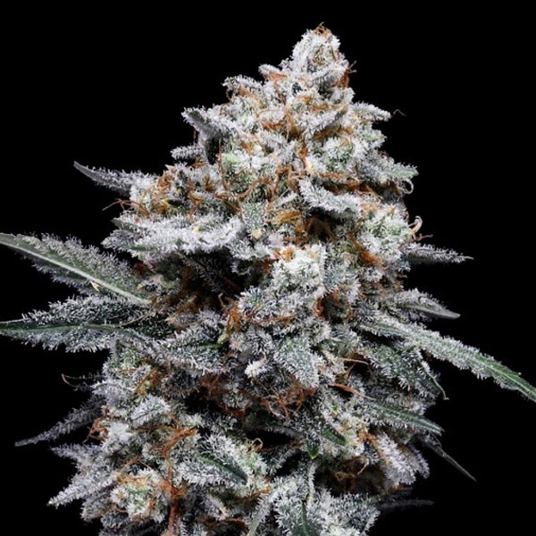 Auto Patrick Swayze 5 u. fem. DNA Genetics