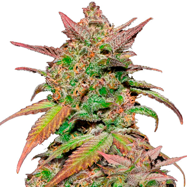 Auto Smoothie 3 u. fem. FastBuds Seeds