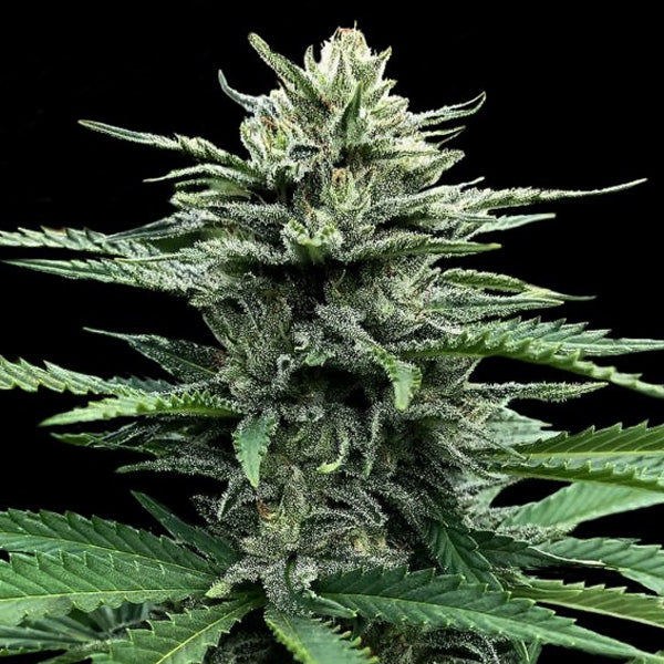 Auto Strawberry Banana 5 u. fem. DNA Genetics