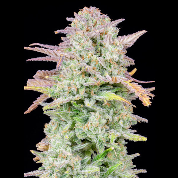 Auto Trainwreck 3 u. fem. FastBuds Seeds