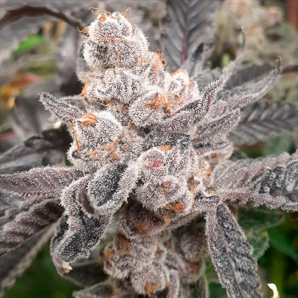 Bakers Fruit 6 ud. fem Elev8 Seeds