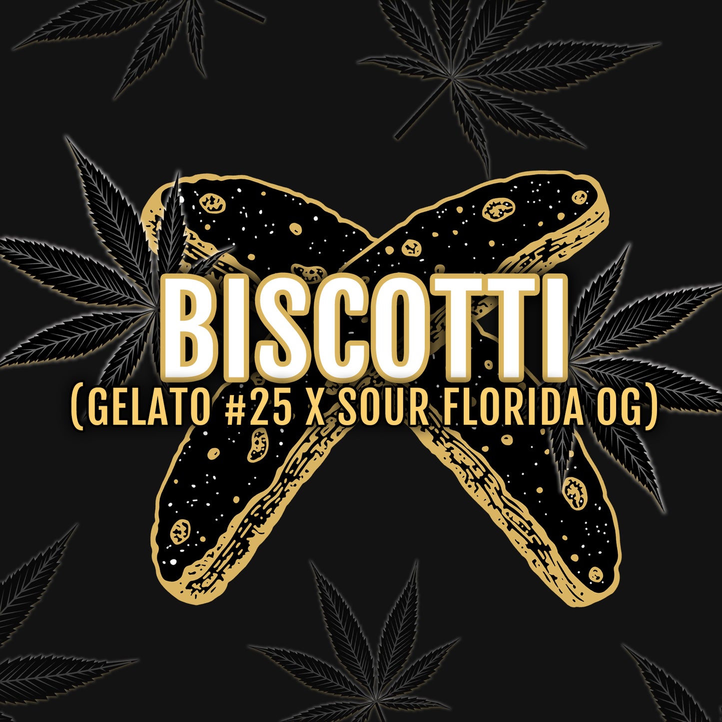 Biscotti 3 ud. fem Elev8 Seeds