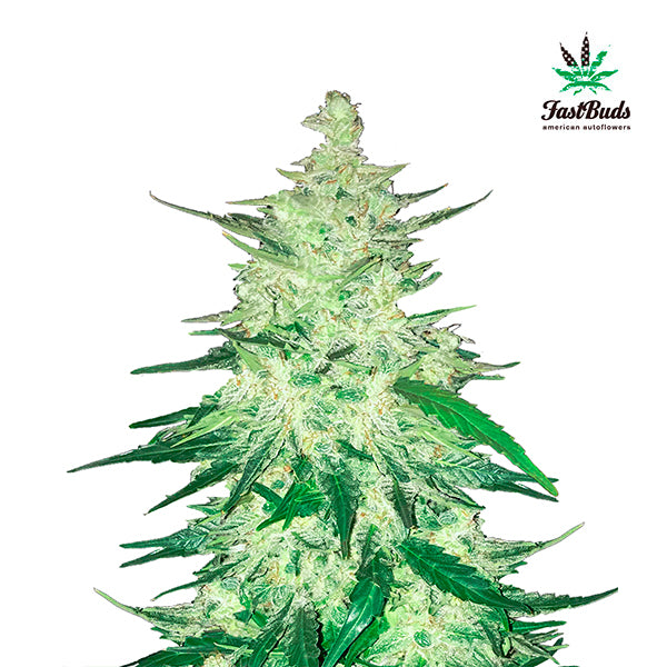 CBD Crack Auto 3 u. fem. FastBuds Seeds