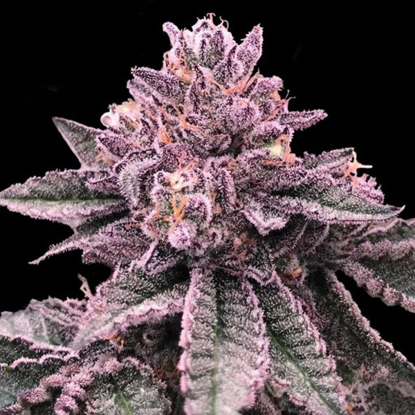 DNA Cake 5 u. fem. DNA Genetics