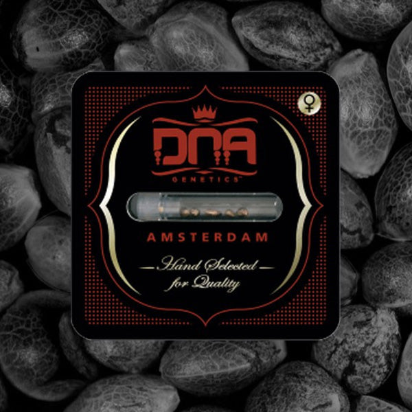 DNA Mix 5 u. fem. DNA Genetics