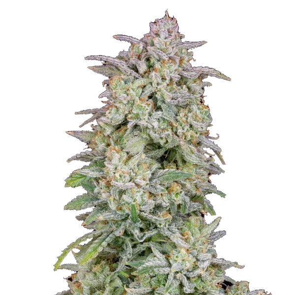 Forbidden Runtz Auto 3 u. fem. FastBuds Seeds