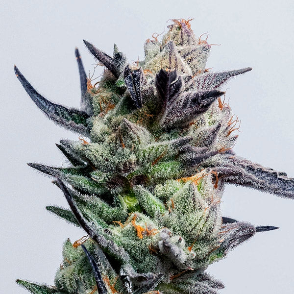 Huckleberry Punch 3 ud. fem Elev8 Seeds