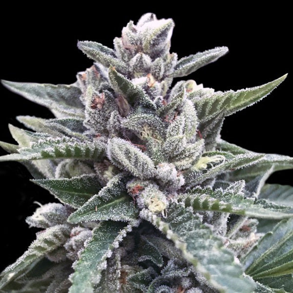 Kosher Sorbet 5 u. fem. DNA Genetics