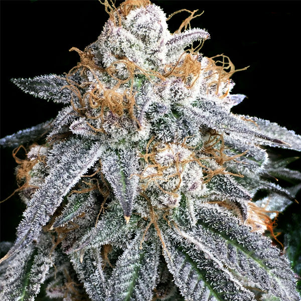Purple Punch S1 - 6 ud. fem Elev8 Seeds