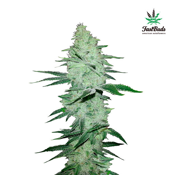 Six Shooter Auto 3 u. fem. FastBuds Seeds
