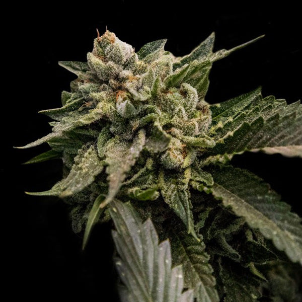 Strawberry Sorbet 5 u. fem. DNA Genetics