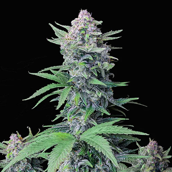 Tropicana Cookies Auto 5 u. fem. FastBuds Seeds