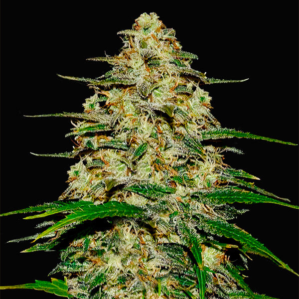 Wedding Cheesecake Auto 3 u. fem. FastBuds Seeds