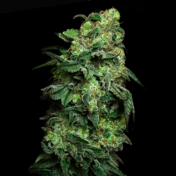 White Serpent 6 ud. fem Elev8 Seeds