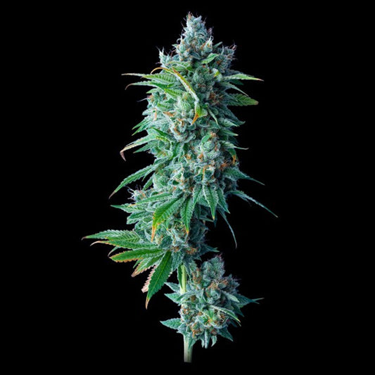 24K Gold 10 u. fem. DNA Genetics