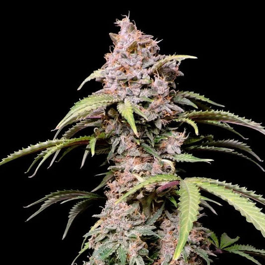 Amnesia Zkittlez Auto 3 u. fem. FastBuds Seeds