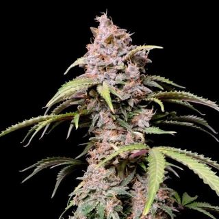 Amnesia Zkittlez Auto 5 u. fem. FastBuds Seeds