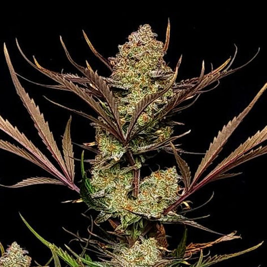 Apple Strudel Auto 3 u. fem. FastBuds Seeds