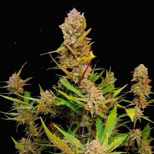 Apricot Auto 5 u. fem. FastBuds Seeds