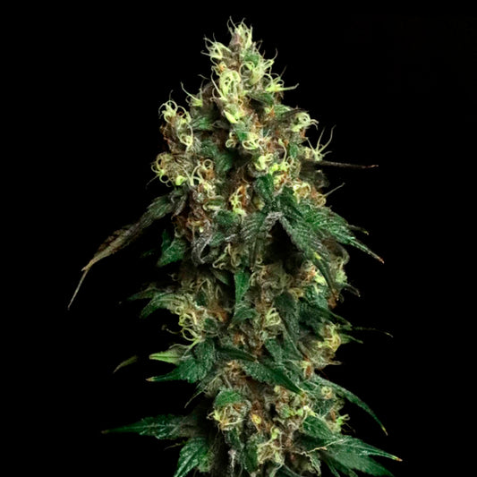 Aqua Verde 6 ud. fem Elev8 Seeds