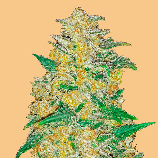 Auto AK 3 u. fem. FastBuds Seeds