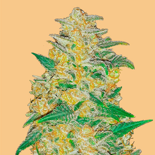 Auto AK 3 u. fem. FastBuds Seeds