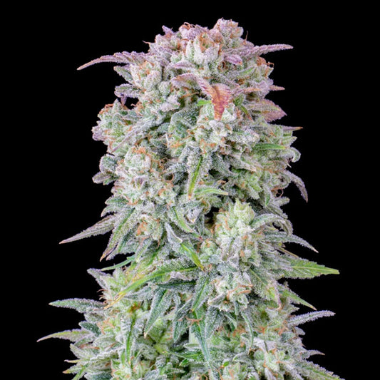 Auto Afghan Kush 3 u. fem. FastBuds Seeds