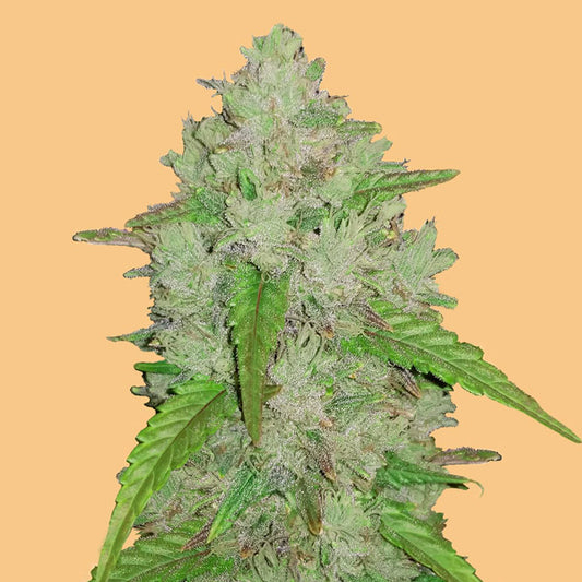 Auto Amnesia Haze 3 u. fem. FastBuds Seeds