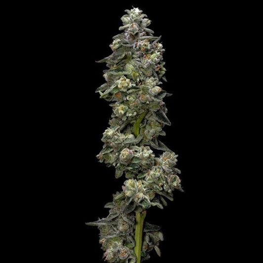 Auto Baker´s Delight 5 u. fem. DNA Genetics