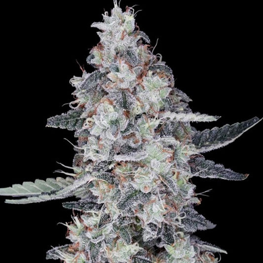 Auto Big Mac 5 u. fem. DNA Genetics