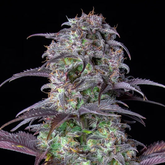 Auto Blueberry 3 u. fem. FastBuds Seeds