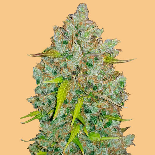 Auto Bubblegum 3 u. fem. FastBuds Seeds