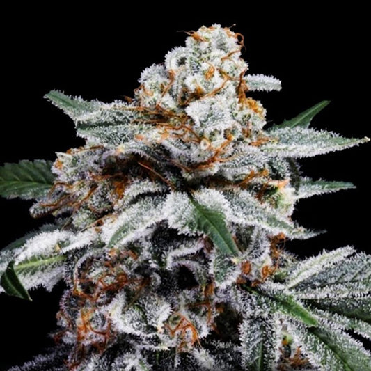 Auto Canelo 5 u. fem. DNA Genetics