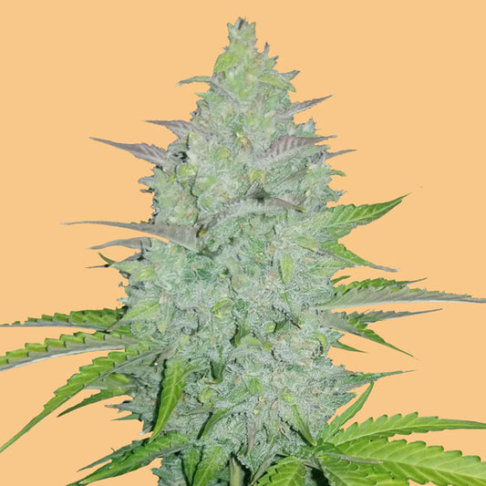 Auto Cheese 3 u. fem. FastBuds Seeds