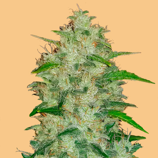 Auto Chemdawg 3 u. fem. FastBuds Seeds