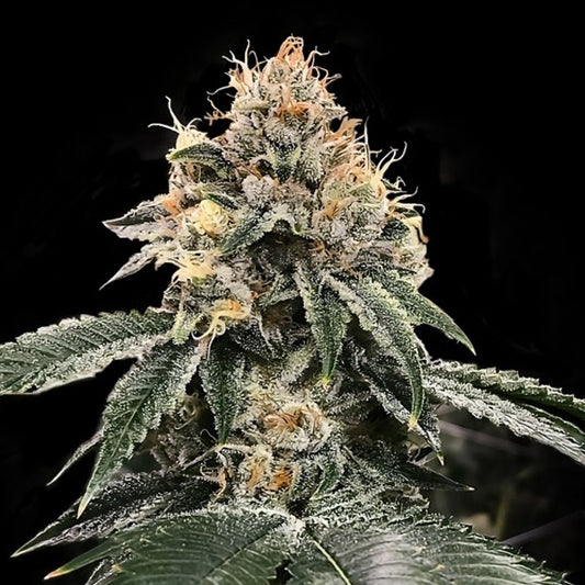 Auto HG23 - 5 u. fem. DNA Genetics