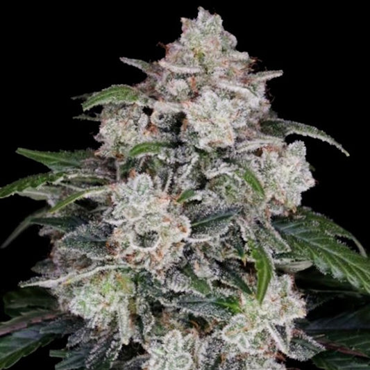 Auto Mac N Me 5 u. fem. DNA Genetics