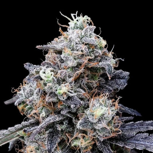 Auto MacMelon 5 u. fem. DNA Genetics