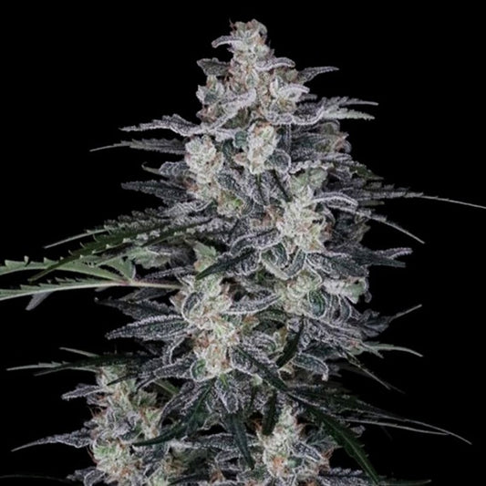 Auto MacNana 5 u. fem. DNA Genetics