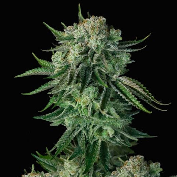 Auto Moby Dick 5 u. fem. FastBuds Seeds