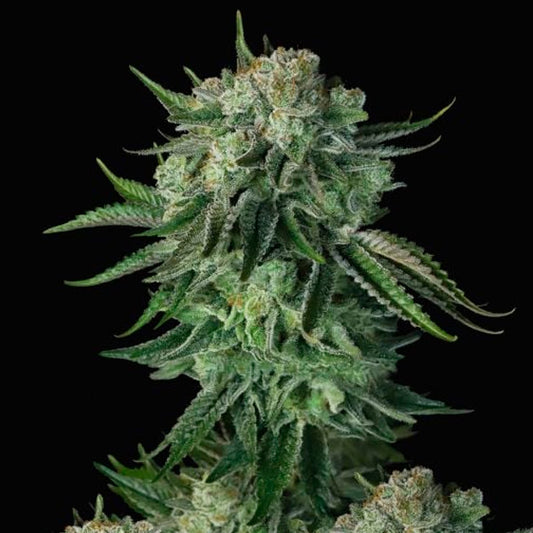Auto Moby Dick 5 u. fem. FastBuds Seeds
