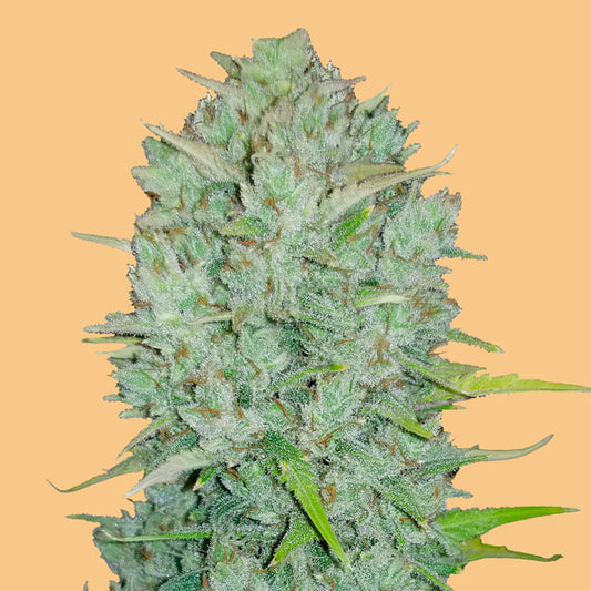 Auto Northern Lights 3 u. fem. FastBuds Seeds