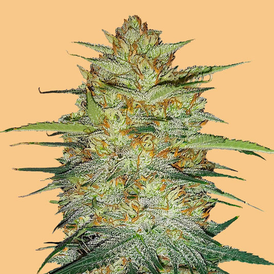 Auto OG Kush 3 u. fem. FastBuds Seeds