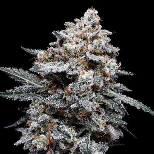 Auto Patrick Swayze 5 u. fem. DNA Genetics