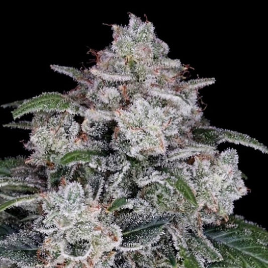Auto Return of the Mac 10 u. fem. DNA Genetics