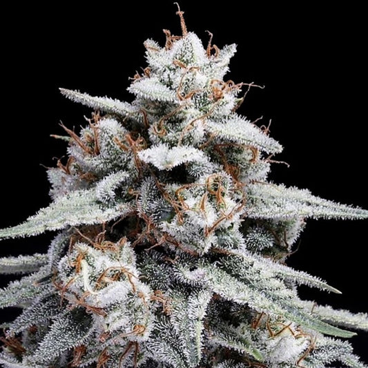 Auto Skywalker Kush 5 u. fem. DNA Genetics